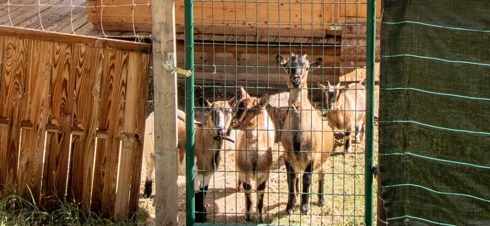 Accès jardin privatif, enclos pour chèvres naines, ambiance calme de la campagne. animaux domestiques non admis dans le gite. 