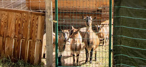 Accès jardin privatif, enclos pour chèvres naines, ambiance calme de la campagne. animaux domestiques non admis dans le gite. 